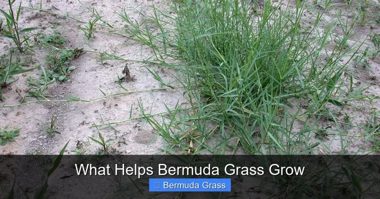 What Helps Bermuda Grass Grow