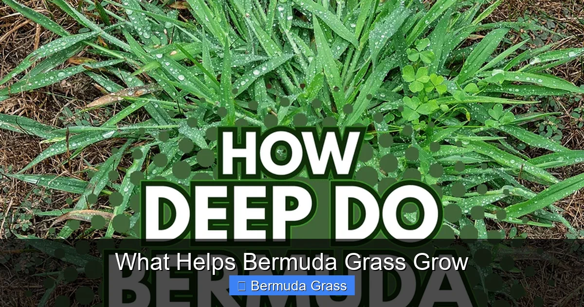 What Helps Bermuda Grass Grow