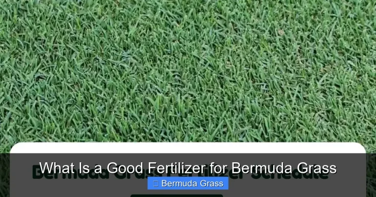 What Is a Good Fertilizer for Bermuda Grass