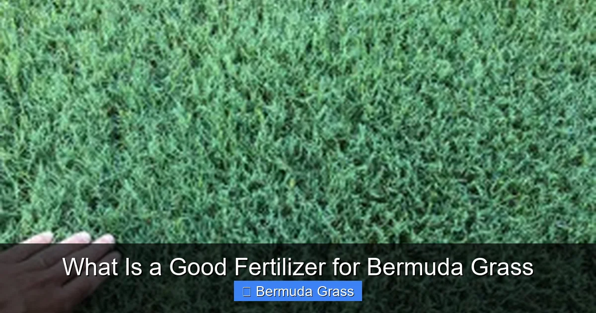 What Is a Good Fertilizer for Bermuda Grass
