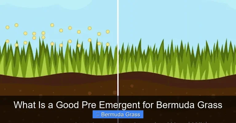 What Is a Good Pre Emergent for Bermuda Grass