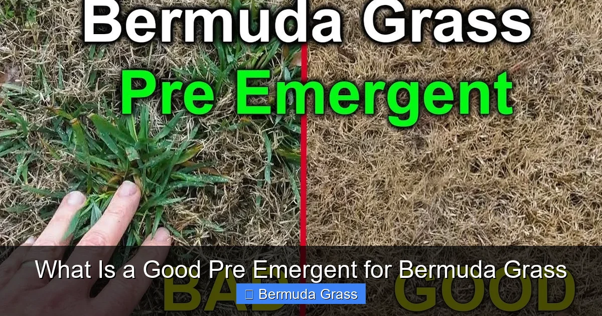 What Is a Good Pre Emergent for Bermuda Grass