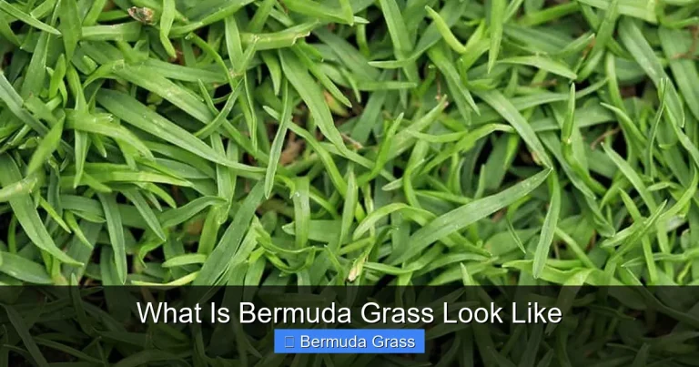 What Is Bermuda Grass Look Like