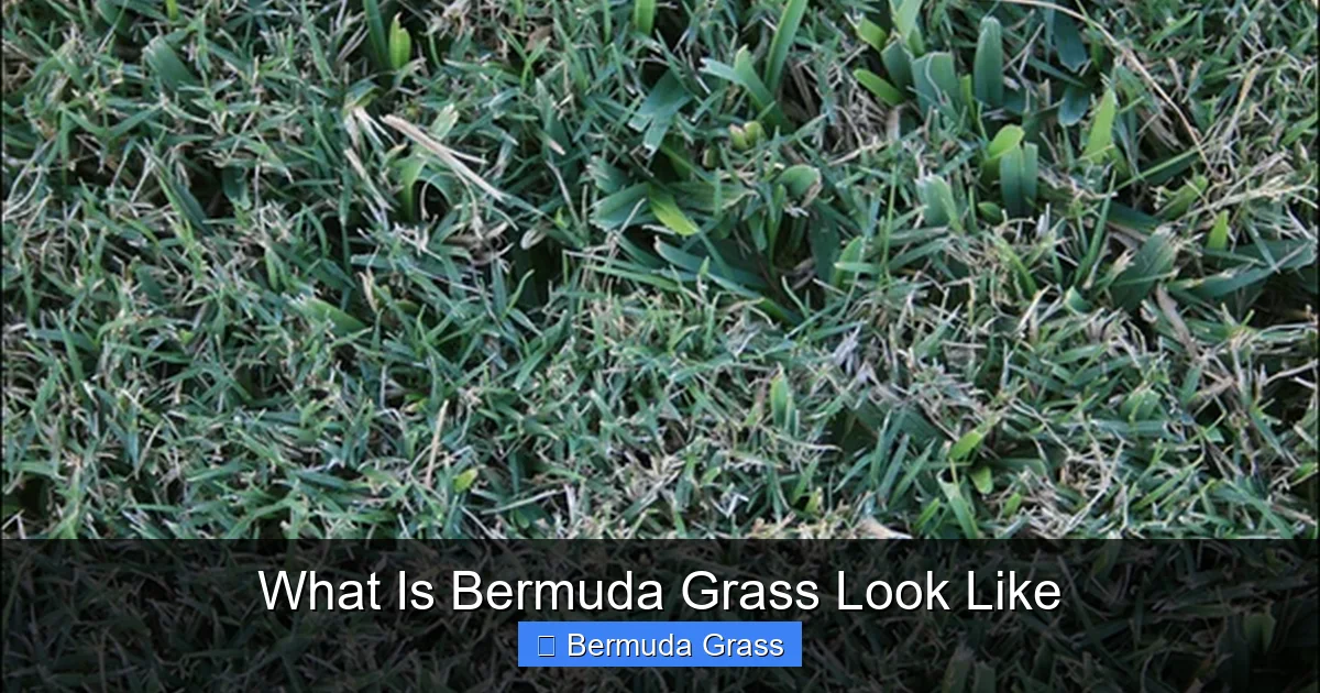 What Is Bermuda Grass Look Like