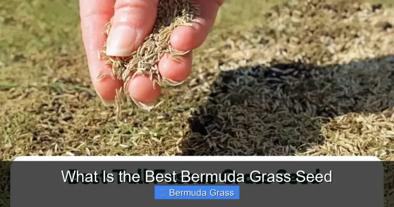 What Is the Best Bermuda Grass Seed
