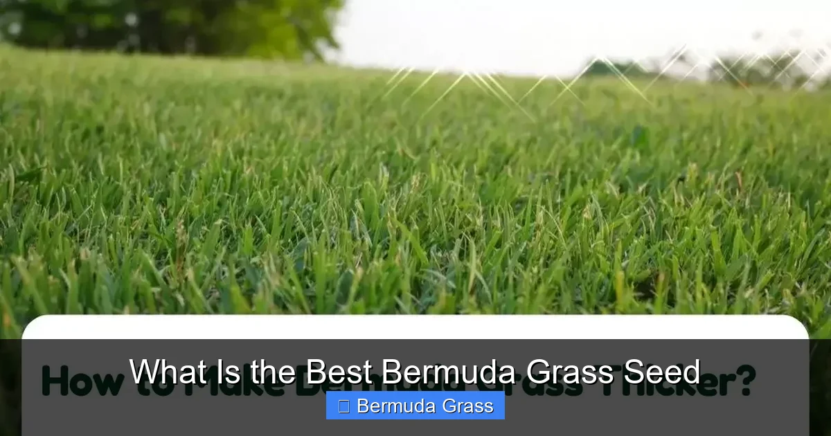 What Is the Best Bermuda Grass Seed