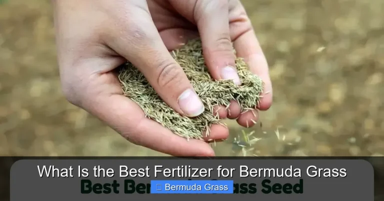What Is the Best Fertilizer for Bermuda Grass