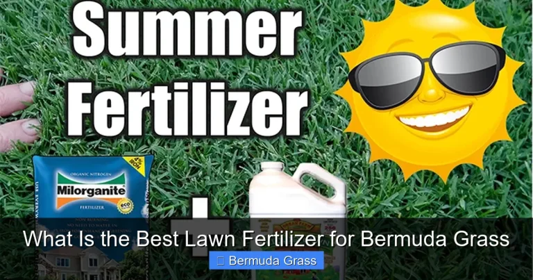 What Is the Best Lawn Fertilizer for Bermuda Grass