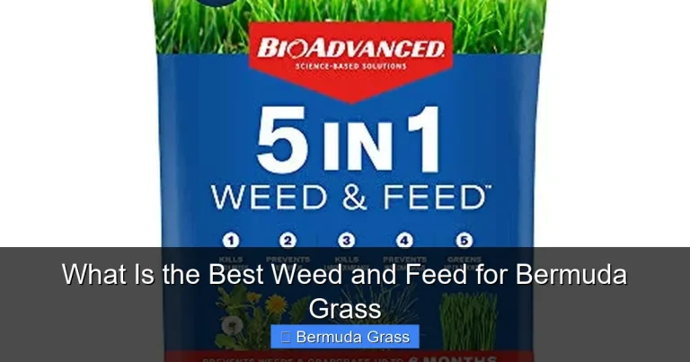 What Is the Best Weed and Feed for Bermuda Grass