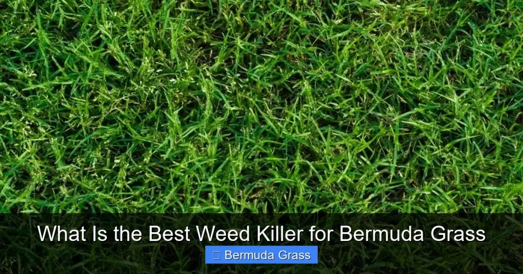 What Is the Best Weed Killer for Bermuda Grass