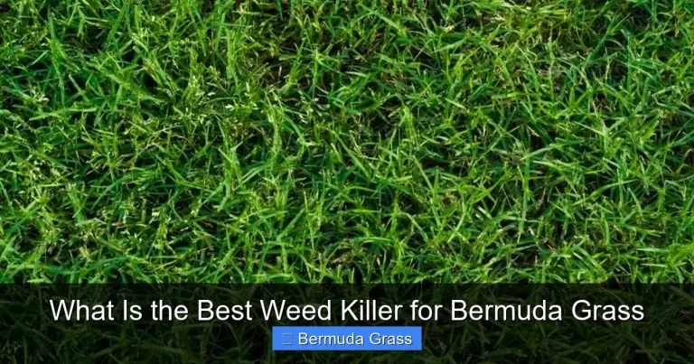 What Is the Best Weed Killer for Bermuda Grass