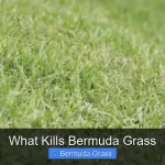 What Kills Bermuda Grass
