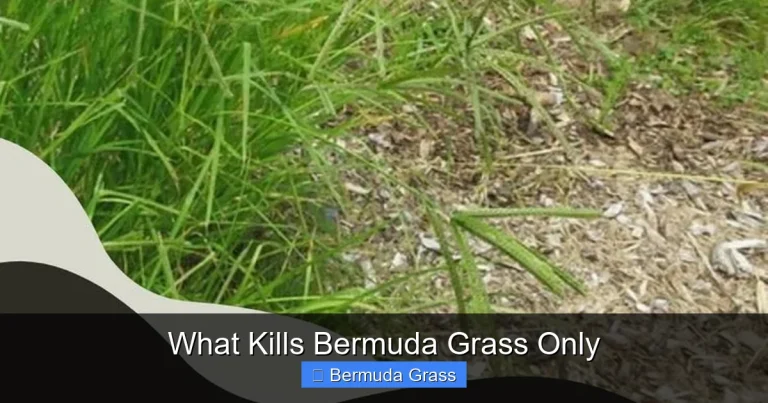 What Kills Bermuda Grass Only