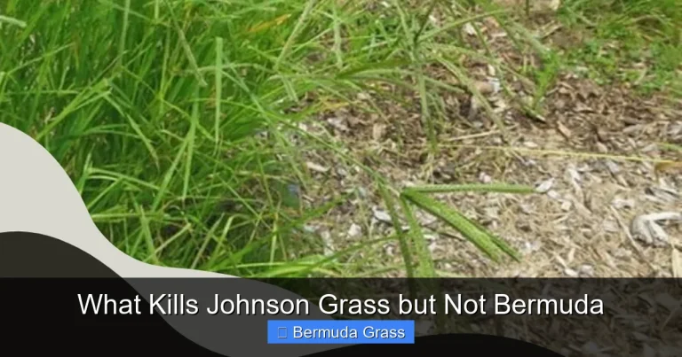 What Kills Johnson Grass but Not Bermuda