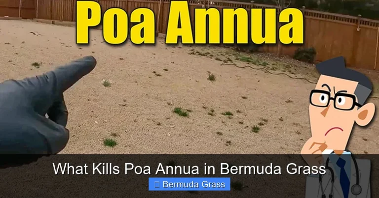 What Kills Poa Annua in Bermuda Grass