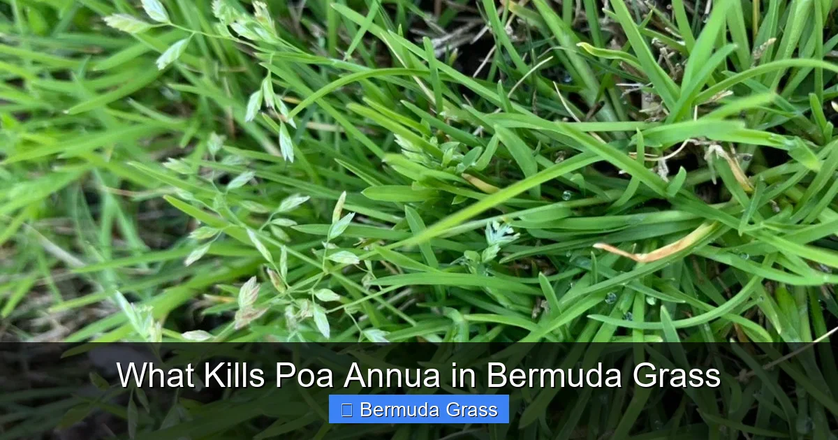 What Kills Poa Annua in Bermuda Grass