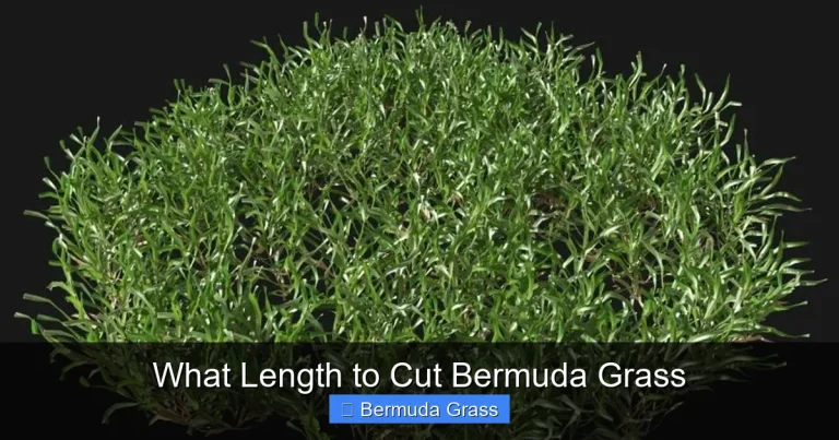 What Length to Cut Bermuda Grass