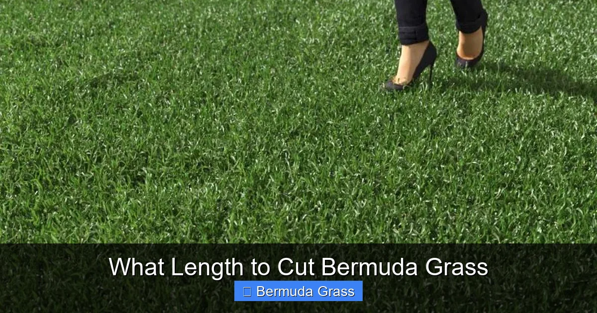 What Length to Cut Bermuda Grass