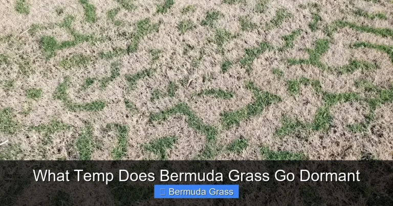 What Temp Does Bermuda Grass Go Dormant