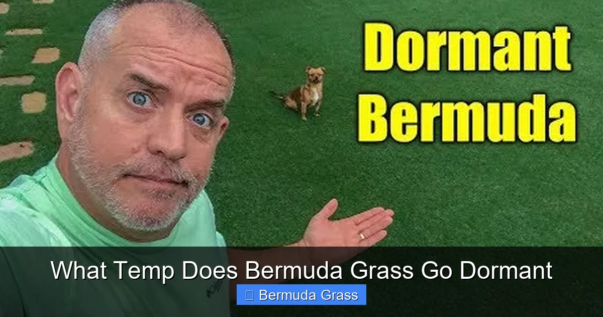 What Temp Does Bermuda Grass Go Dormant