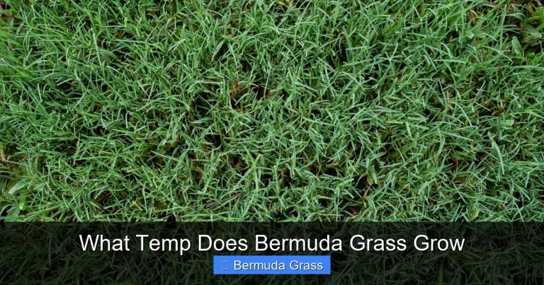 What Temp Does Bermuda Grass Grow