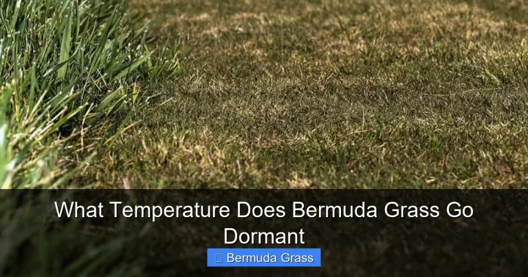 What Temperature Does Bermuda Grass Go Dormant