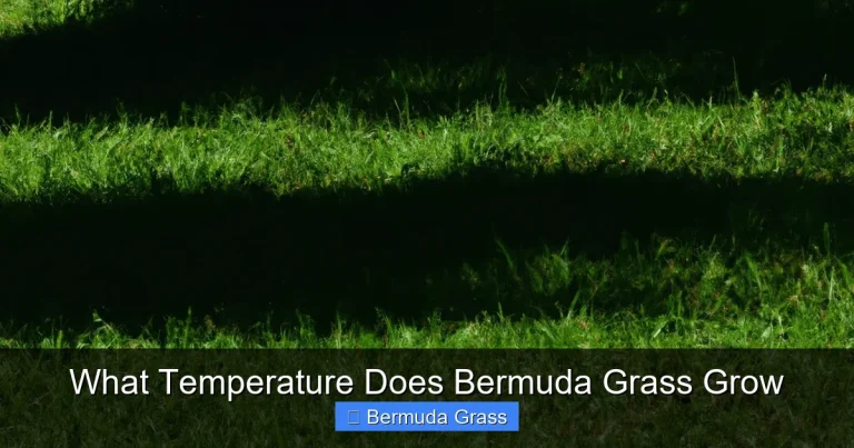 What Temperature Does Bermuda Grass Grow