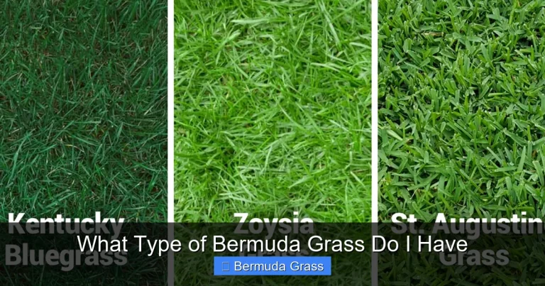 What Type of Bermuda Grass Do I Have
