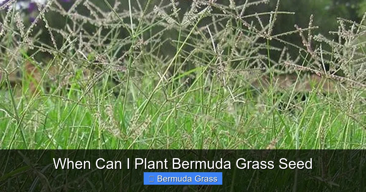 When Can I Plant Bermuda Grass Seed