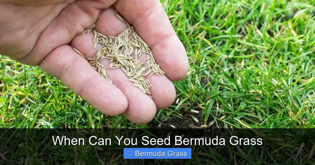 When Can You Seed Bermuda Grass