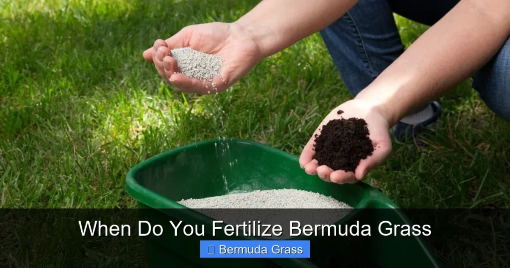 When Do You Fertilize Bermuda Grass