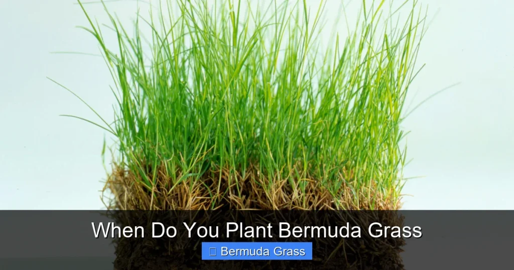 When Do You Plant Bermuda Grass