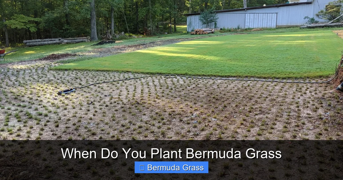 When Do You Plant Bermuda Grass