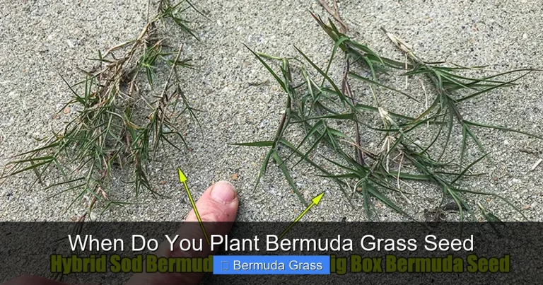 When Do You Plant Bermuda Grass Seed