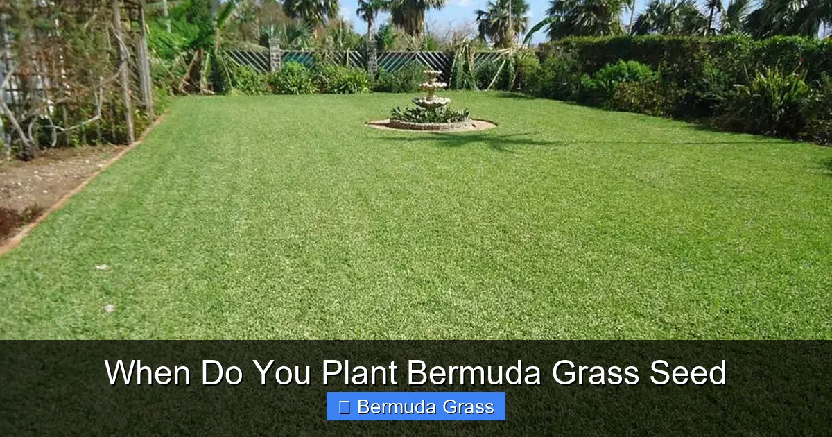 When Do You Plant Bermuda Grass Seed