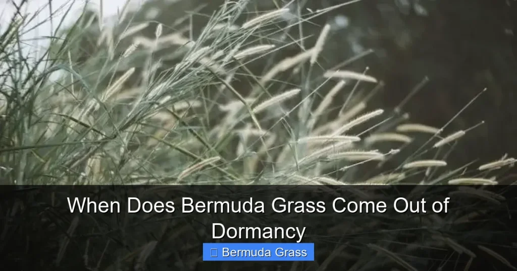 When Does Bermuda Grass Come Out of Dormancy