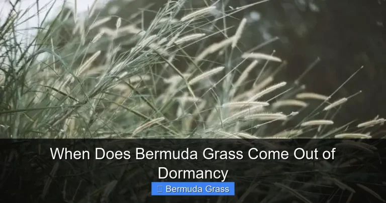 When Does Bermuda Grass Come Out of Dormancy