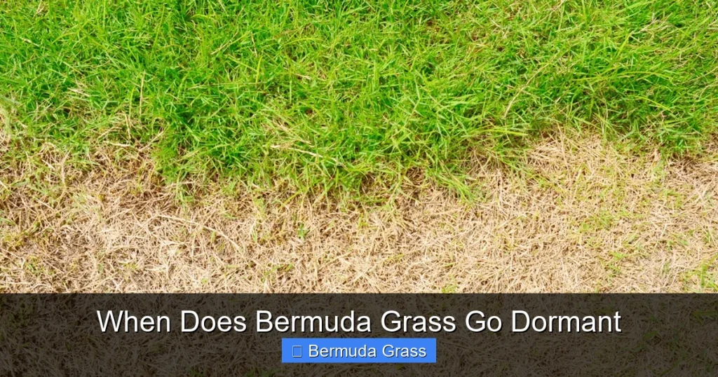 When Does Bermuda Grass Go Dormant