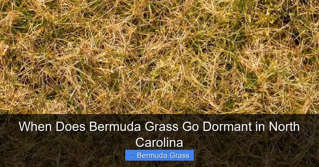 When Does Bermuda Grass Go Dormant in North Carolina