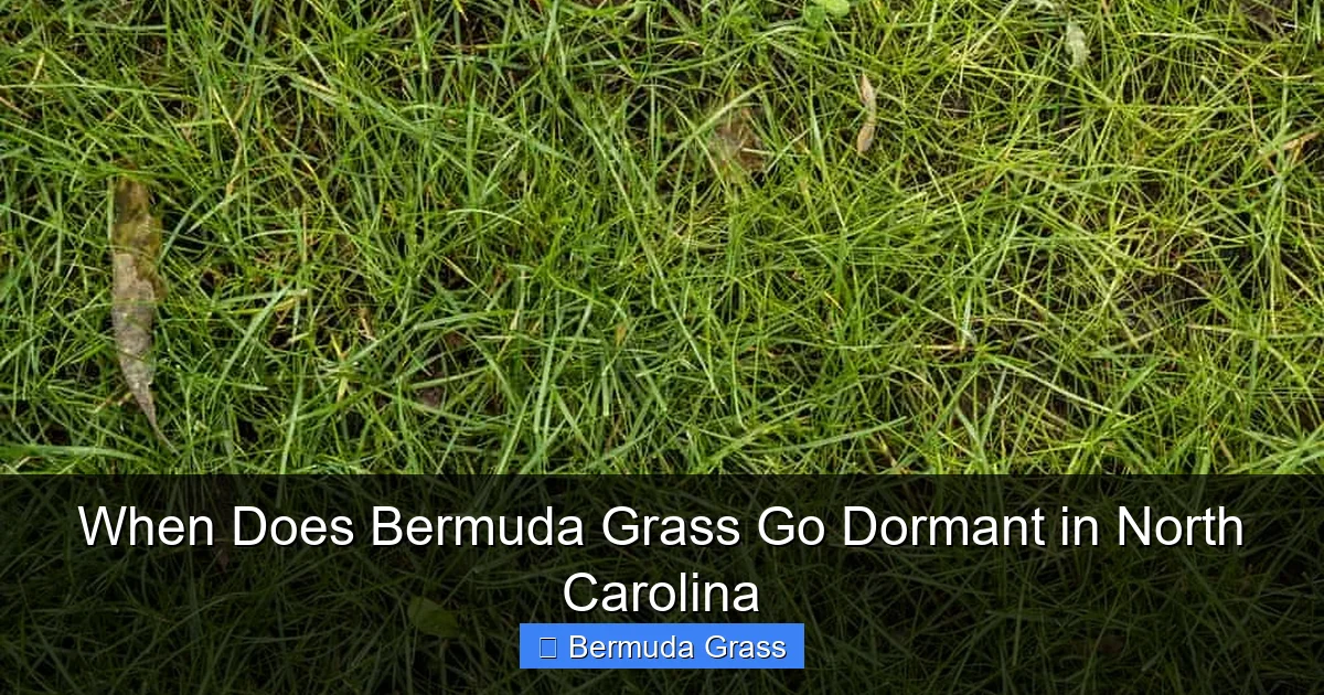 When Does Bermuda Grass Go Dormant in North Carolina