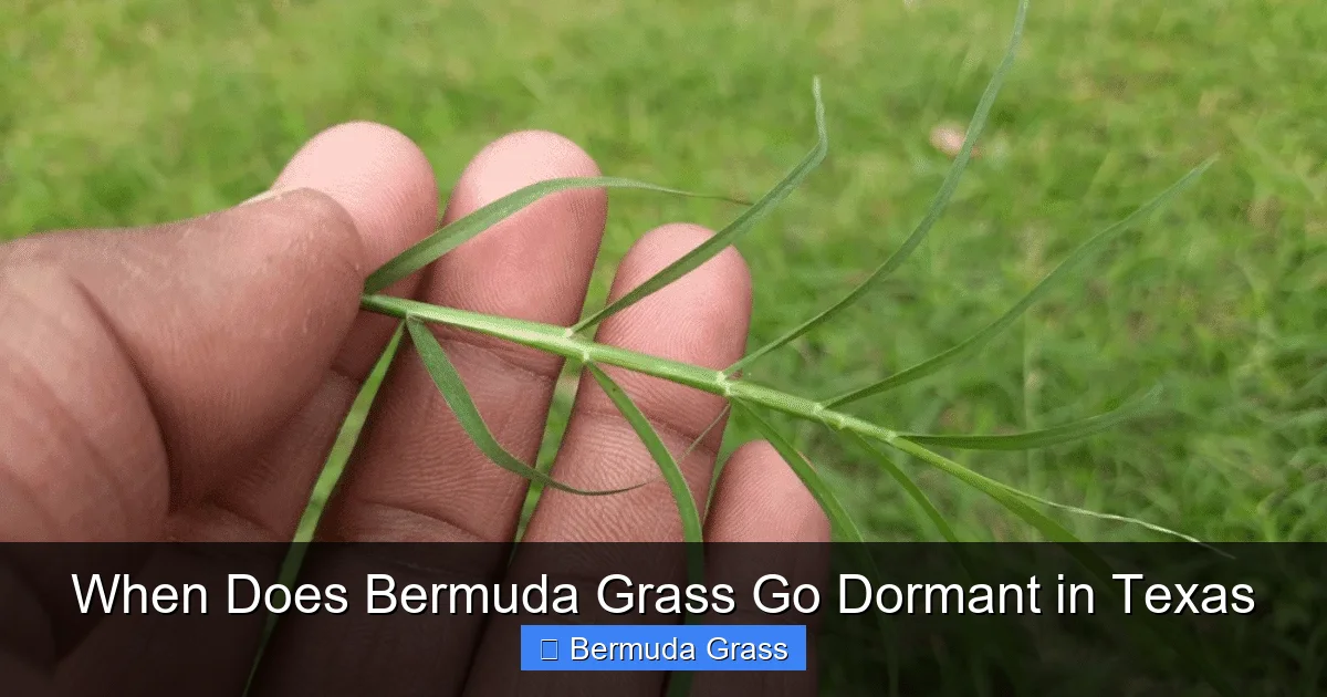 When Does Bermuda Grass Go Dormant in Texas