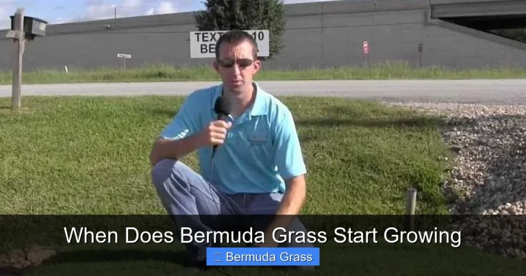 When Does Bermuda Grass Start Growing