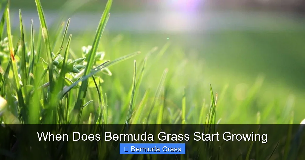 When Does Bermuda Grass Start Growing