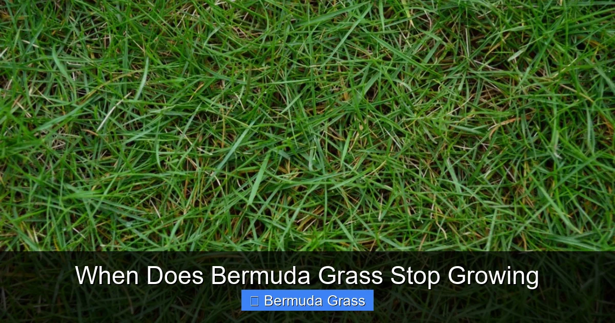 When Does Bermuda Grass Stop Growing