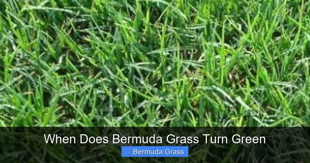 When Does Bermuda Grass Turn Green