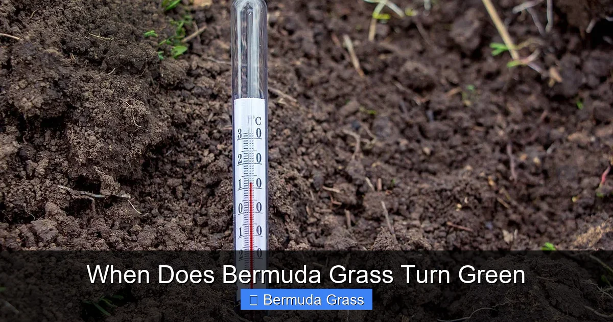When Does Bermuda Grass Turn Green