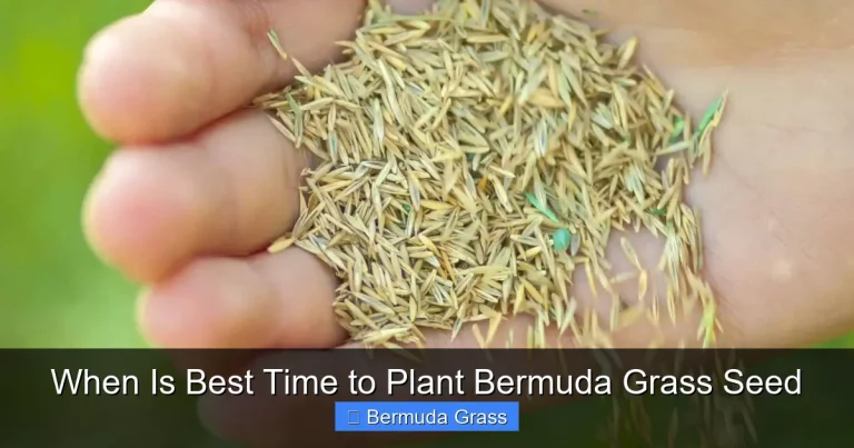 When Is Best Time to Plant Bermuda Grass Seed