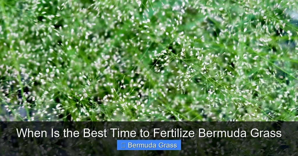 When Is the Best Time to Fertilize Bermuda Grass