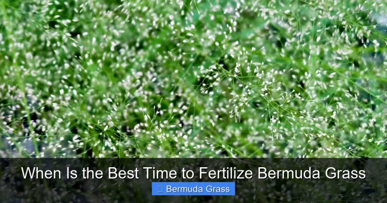 When Is the Best Time to Fertilize Bermuda Grass