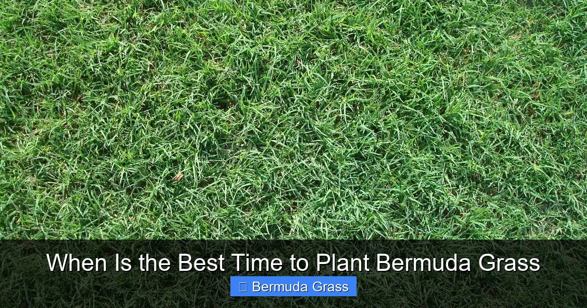 When Is the Best Time to Plant Bermuda Grass